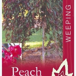 Prunus - Crimson Cascade