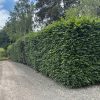 Fagus sylvatica - Green Beech - Image 2