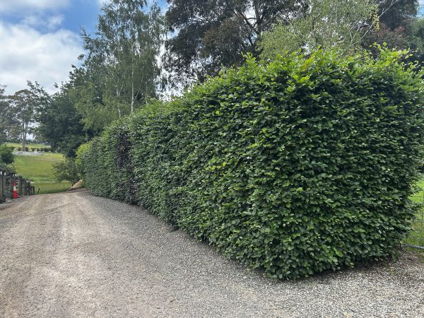 Fagus sylvatica - Green Beech - Image 2