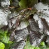 Fagus sylvatica purpurea - Purple Beech or Copper Beech