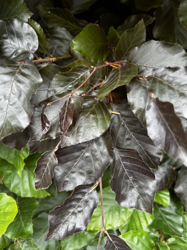 Fagus sylvatica purpurea - Purple Beech or Copper Beech