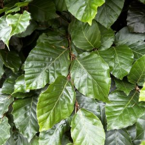 Fagus sylvatica - Green Beech