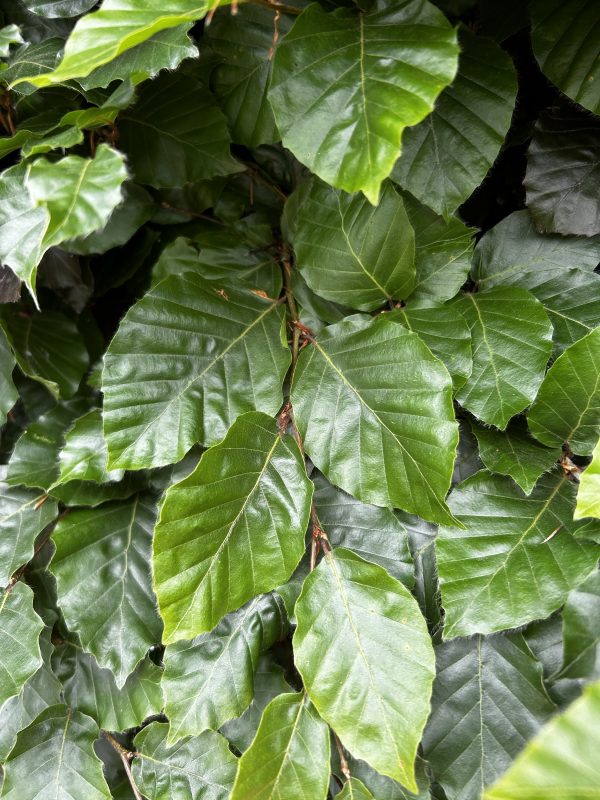 Fagus sylvatica - Green Beech