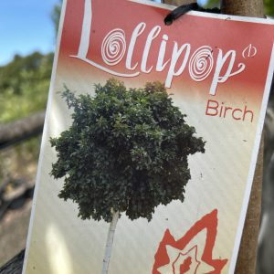 Betula pendula - Globe / Lollipop Birch