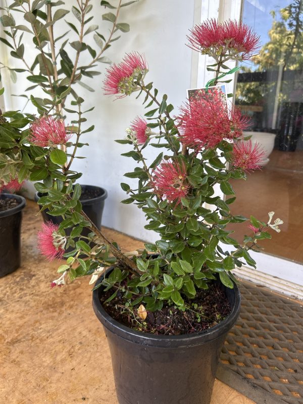 Metrosideros excelsa - Pohutukawa - Image 2