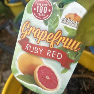 Grapefruit - Ruby Red