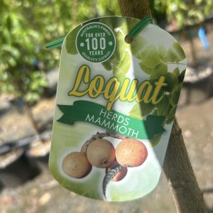 Loquat - Herds Mammoth (Eriobotrya japonica)