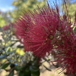 Metrosideros excelsa - Pohutukawa