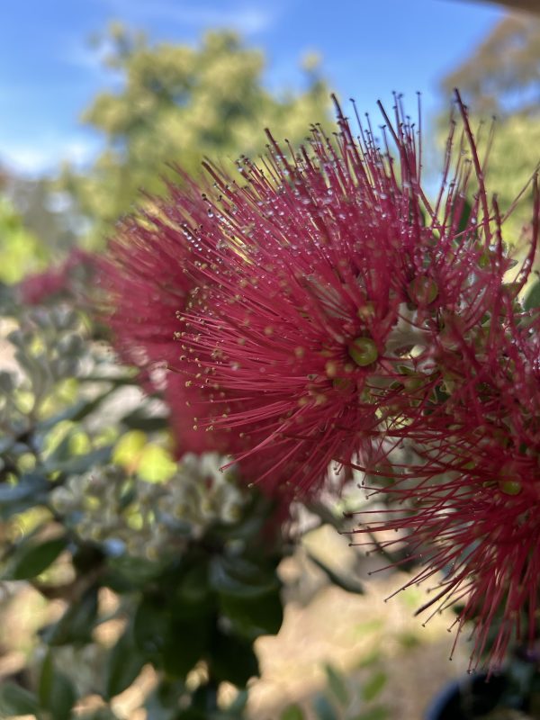 Metrosideros excelsa - Pohutukawa