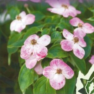 Cornus kousa x Cornus capitata ’Eric Gennet’