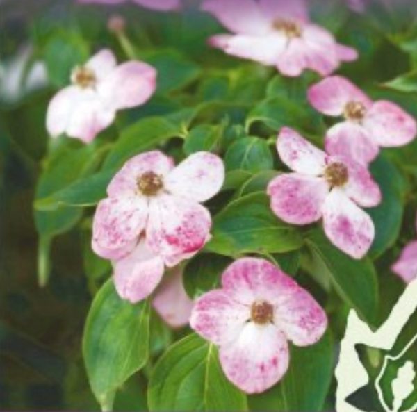 Cornus kousa x Cornus capitata ’Eric Gennet’