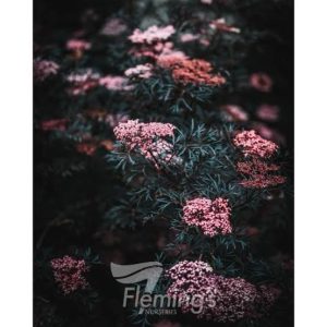 Sambucus nigra - Black Lace Elderberry