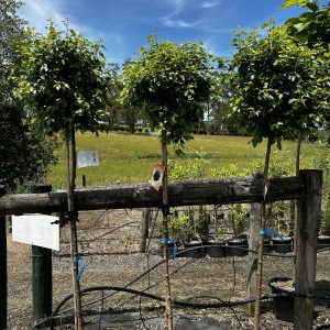 Betula pendula - Globe / Lollipop Birch
