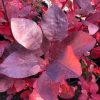 Cotinus coggygria x Obovatus 'Grace' Smokebush