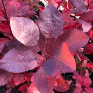 Cotinus coggygria x Obovatus 'Grace' Smokebush