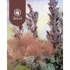 Cotinus coggygria x Obovatus 'Grace' Smokebush - Image 2