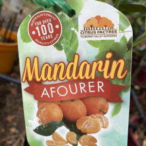 Mandarin Afourer