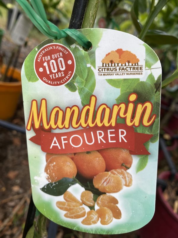 Mandarin Afourer