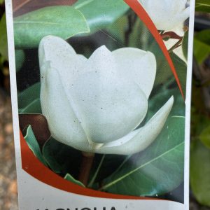 Magnolia laevifolia  ‘Little Sarah’ syn. Michelin