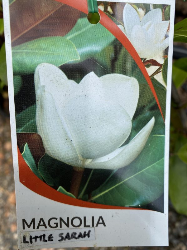 Magnolia laevifolia  ‘Little Sarah’ syn. Michelin