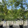 Ulmus parvifolia - Murrays Form, Chinese Elm - Image 2