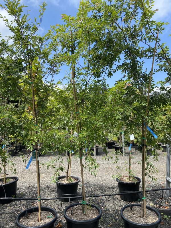 Ulmus parvifolia - Murrays Form, Chinese Elm - Image 2