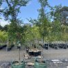Ulmus parvifolia - Murrays Form, Chinese Elm