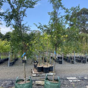 Ulmus parvifolia - Murrays Form, Chinese Elm