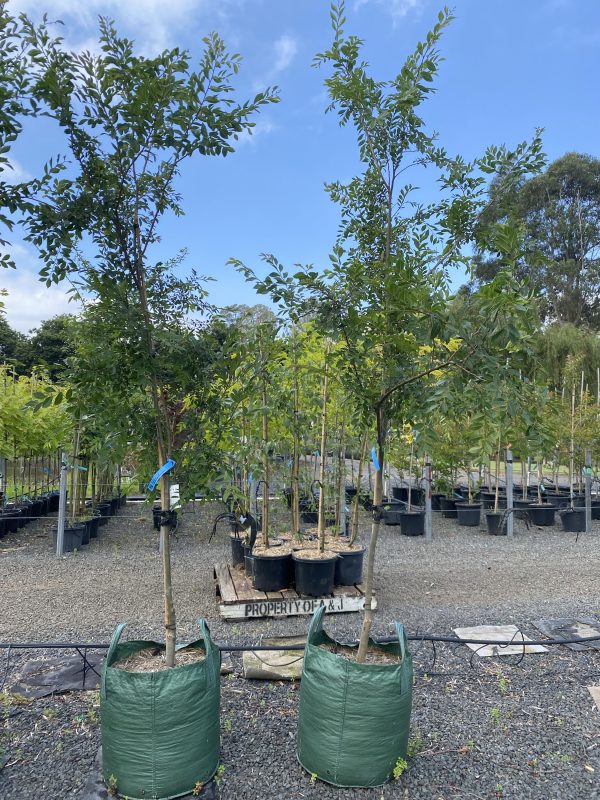 Ulmus parvifolia - Murrays Form, Chinese Elm