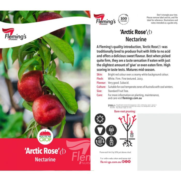 Nectarine - Arctic Rose - Image 2
