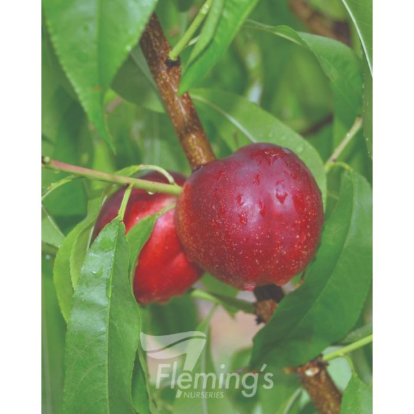 Nectarine - Arctic Rose - Image 4