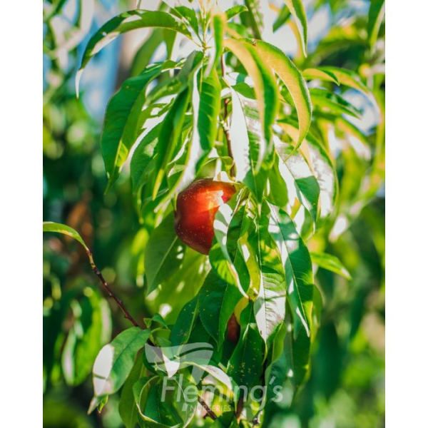 Nectarine - Arctic Rose - Image 3