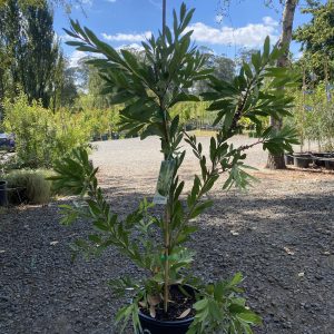 Callistemon citrinus 'White Anzac'