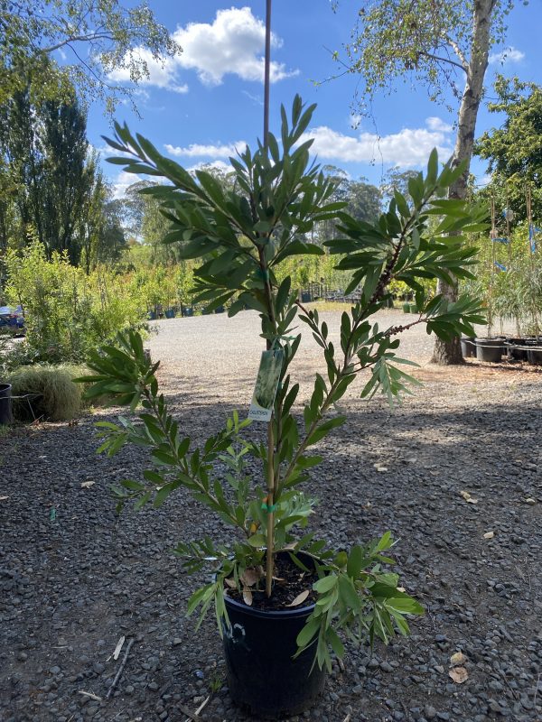 Callistemon citrinus 'White Anzac'