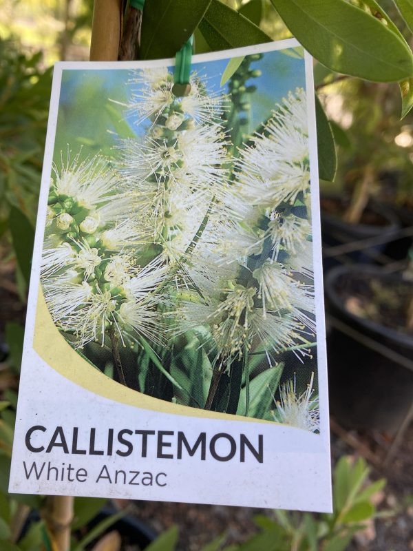 Callistemon citrinus 'White Anzac' - Image 2
