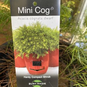 Acacia cognata - mini cog