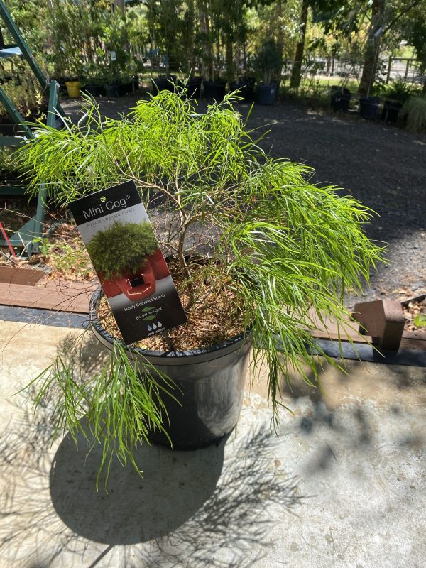 Acacia cognata - mini cog - Image 3