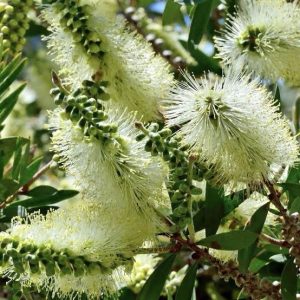 Callistemon pallidus - Lemon Bottle Brush