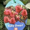 Eucalyptus 'Euky Dwarf'