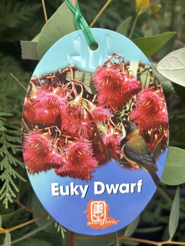 Eucalyptus 'Euky Dwarf'