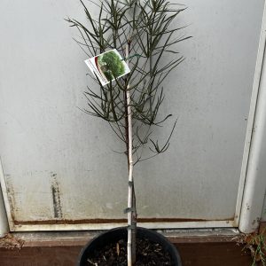 Brachychiton rupestris - Queensland Bottle tree