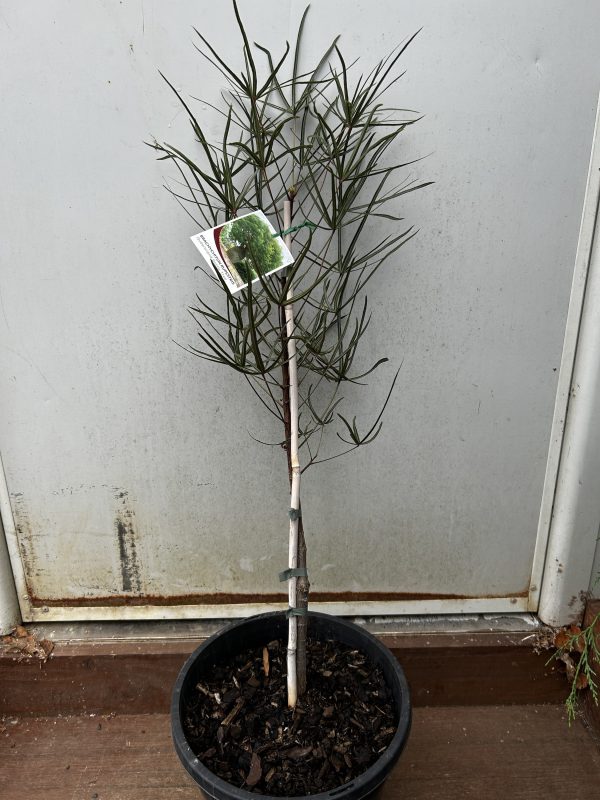 Brachychiton rupestris - Queensland Bottle tree