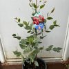 Eucalyptus 'Euky Dwarf' - Image 2
