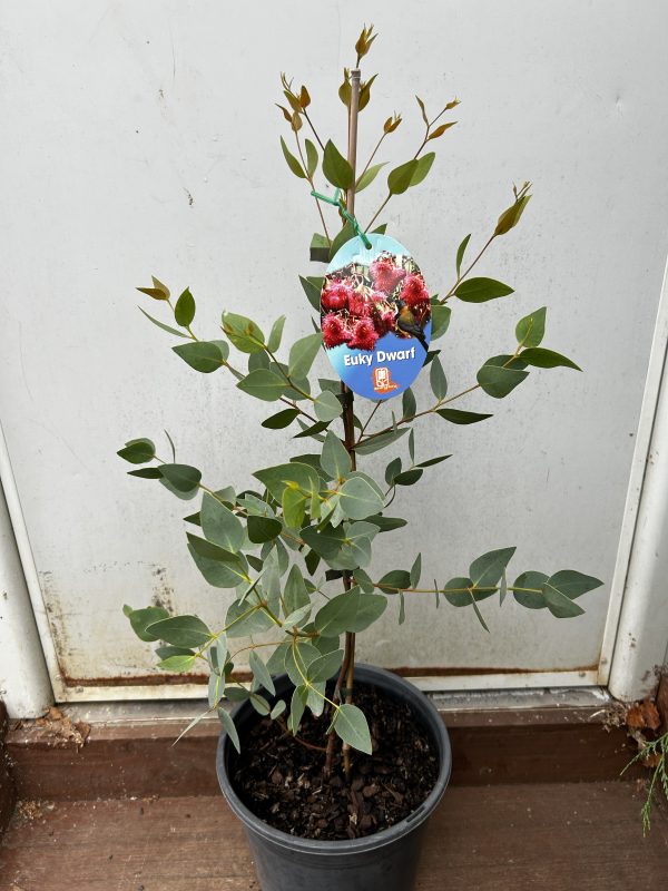 Eucalyptus 'Euky Dwarf' - Image 2