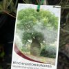 Brachychiton rupestris - Queensland Bottle tree - Image 2