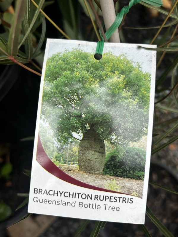 Brachychiton rupestris - Queensland Bottle tree - Image 2