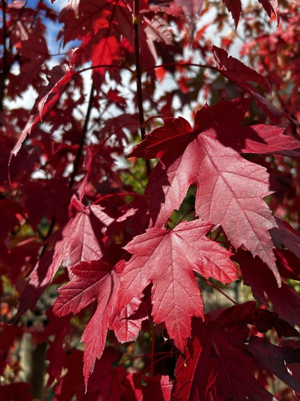 Acer x freemanii - Autumn Blaze / Jeffersred