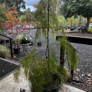 Acacia cognata 'Lime Magik'
