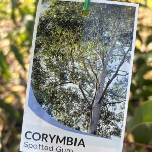 Corymbia maculata - Spotted Gum