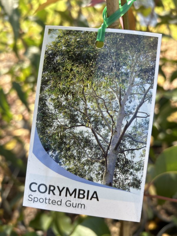 Corymbia maculata - Spotted Gum